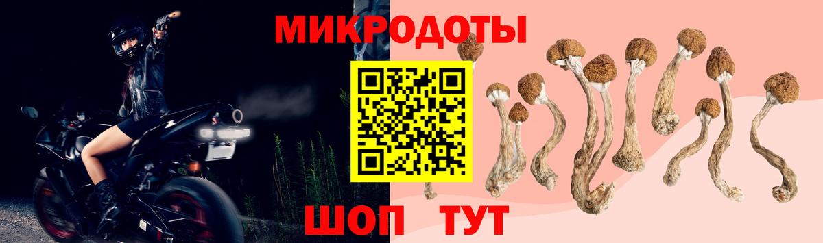 Галлюциногенные грибы Psilocybe Брянск